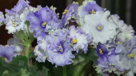 Viola Stock Footage 8961780