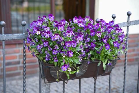 Viola 'Freefall' growing in a rectangular hanging planter Stock Photos
