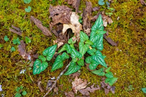 Viola hastata in the forest Stock Photos
