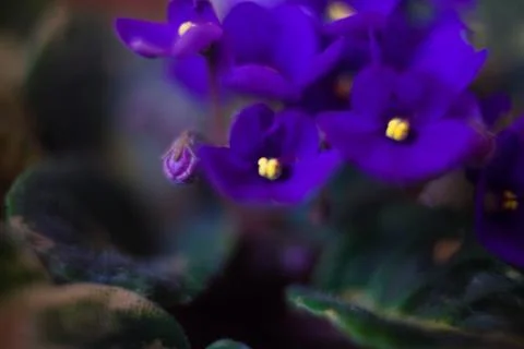 Viola odorata blooming in spring close-up. Nature background.Viola odorata - Foto stock