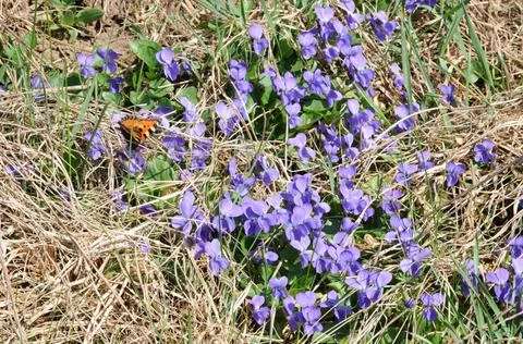  Viola odorata, Duftveilchen, Violet blühende Stauden mit Schmetterling Co.. Stock Photos