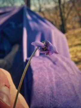Viola odorata in the forest during spring months. purple wild flower Stock Photos