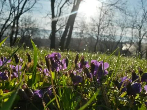 Viola odorata in the forest during spring months. purple wild flower Stock Photos