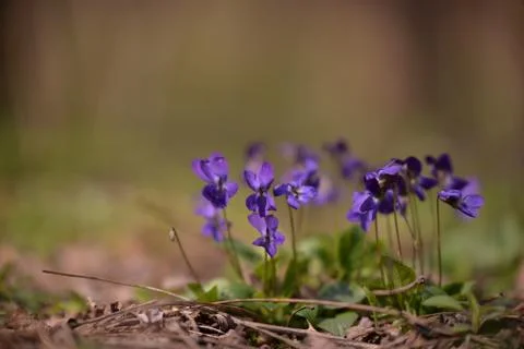 Viola odorata in the forest during spring months. purple wild flower Foto stock