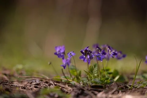 Viola odorata in the forest during spring months. purple wild flower Stock Photos