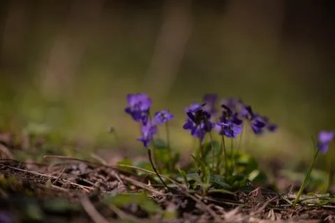 Viola odorata in the forest during spring months. purple wild flower Stock Photos