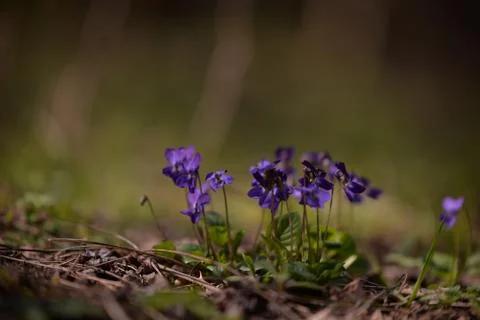 Viola odorata in the forest during spring months. purple wild flower Stock Photos