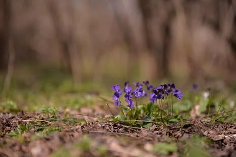 Viola odorata in the forest during spring months. purple wild flower Stock Photos