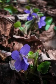 Viola odorata in the forest during spring months. purple wild flower Stock Photos
