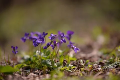 Viola odorata in the forest during spring months. purple wild flower Stock Photos