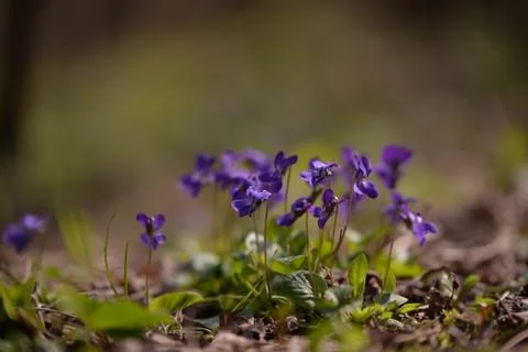 Viola odorata in the forest during spring months. purple wild flower Stock Photos