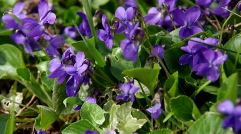 Viola odorata in the grass Stock Footage 49206953