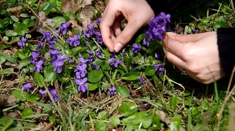 Viola odorata in the grass Stock Footage 49722244