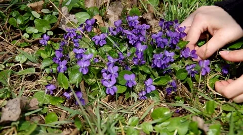 Viola odorata in the grass Stock Footage 50425199