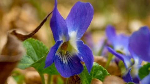 Viola odorata Фото