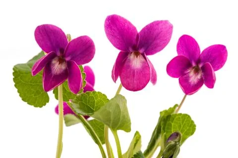 Viola odorata Red Charm Stock Photos