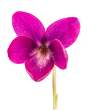 Viola odorata Red Charm Foto stock
