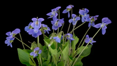Viola odorata. Scent-scented. Violet flower forest blooming in spring. Stock Footage 276312581