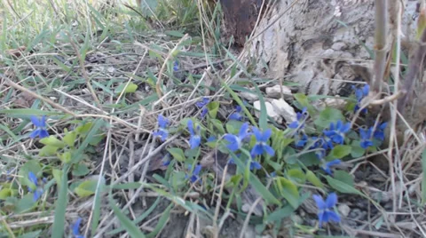 Viola odorata spring flowers Stock Footage 36937981