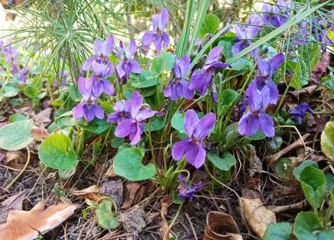 Viola odorata in the spring Foto stock