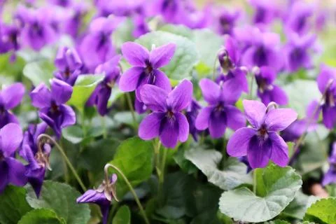 Viola odorata in the spring Stock Photos