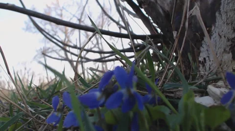 Viola odorata in wild field Stock Footage 36937978