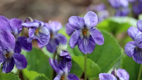 Viola or Forest Violet flowers hanging on the wind in macro closeup Видео 152181991