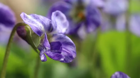 Viola or Forest Violet flowers hanging on the wind in macro closeup Stock Footage 152182091