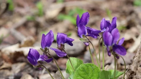 Viola or Forest Violet flowers hanging on the wind in macro closeup Видео 152182251