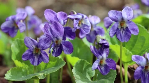 Viola or Forest Violet flowers hanging on the wind in macro closeup Stock Footage 152182376