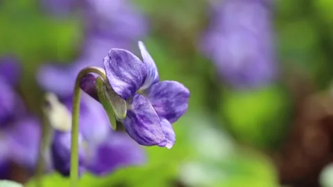Viola or Forest Violet flowers hanging on the wind in macro closeup Stock Footage 152182501