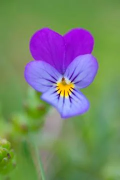 Viola plant Stock Photos