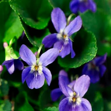 Viola (plant) Stock Photos