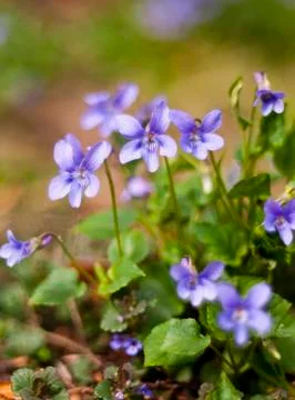 Viola (plant) Stock Photos