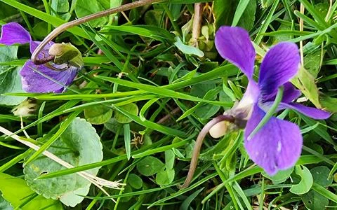 Viola plant Stock Photos