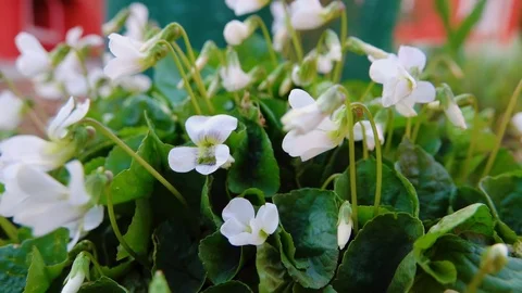 Viola sororia Albiflora, common blue violet, is short-stemmed herbaceous pere Stock Footage 118905848