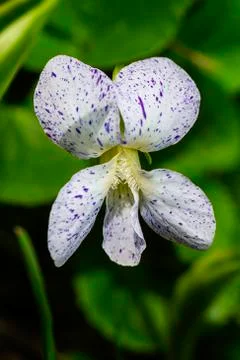 Viola sororia Stock-Fotos