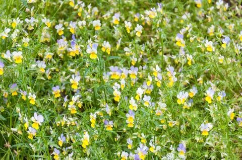 Viola tricolor background Stock Photos