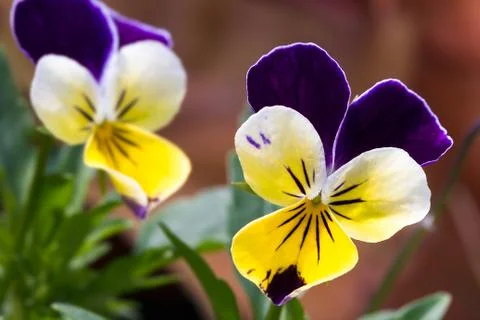 Viola Tricolor Flowers Stock Photos