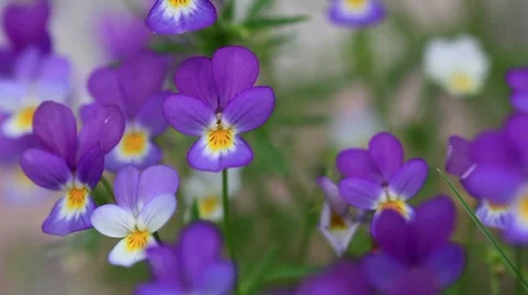 Viola tricolor Stock Footage 7998699