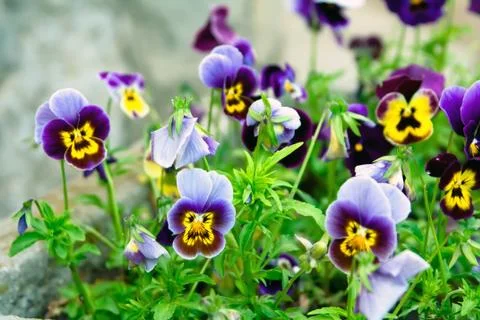 Viola tricolor Stock Photos