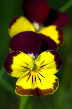 Viola tricolor Stock Photos