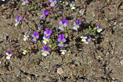 Viola tricolor Stock Photos