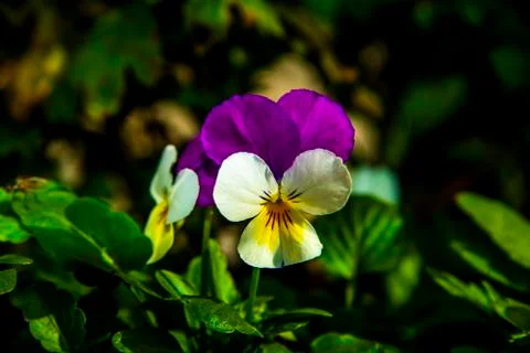 Viola Tricolor Stock Photos