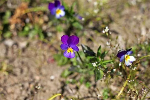 Viola tricolor Foto stock