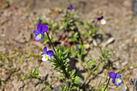 Viola tricolor Stock Photos
