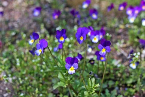 Viola tricolor Stock Photos