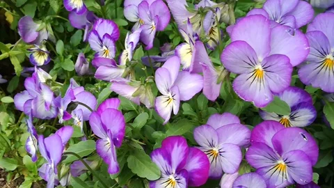 Viola tricolor sways in the wind Stock Footage 113880036