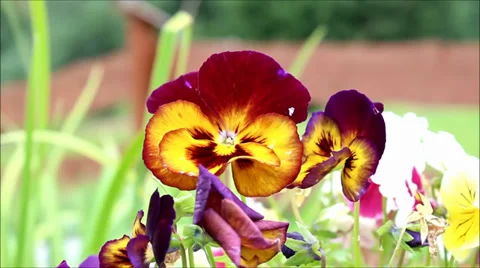 Viola Tricolor on the wind Stock Footage 34250474
