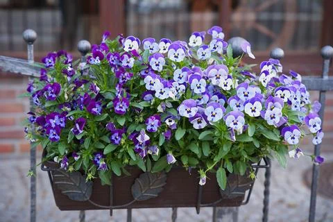 Viola variety 'Delft Blue' in a rectangular hanging pot Stock Photos